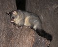 0331-2050 Melbourne possums (1030133)